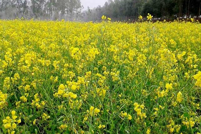 सरसों की नई किस्म पूसा डबल जीरो-36 क्यों है खास?