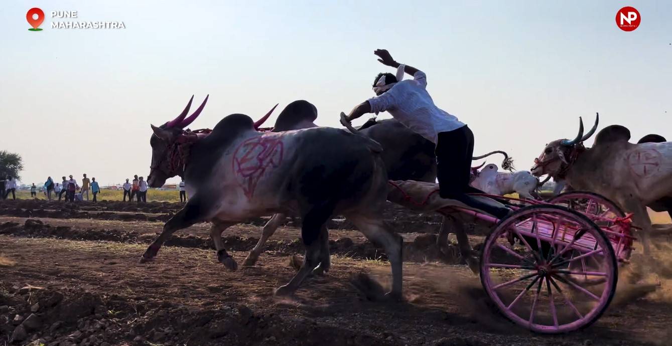 बैलगाड़ी शर्यतः बैलों की रेस में थार गाड़ी का ईनाम