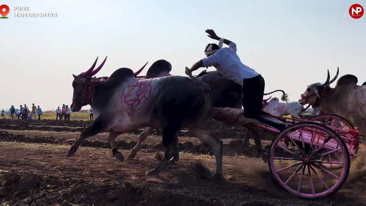 बैलगाड़ी शर्यतः बैलों की रेस में थार गाड़ी का ईनाम