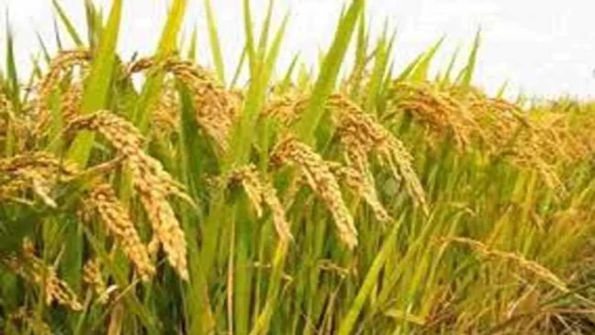 खरीफ फसलों की बुवाई का नया आंकड़ा जारी