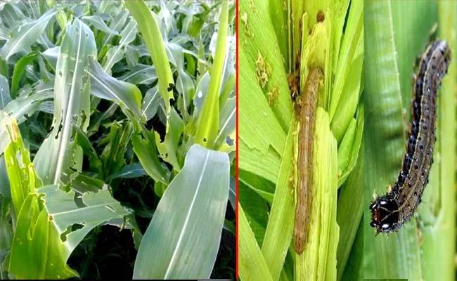 Maize crop: किसान मक्के की फसल को फॉल आर्मी वर्म कीट से ऐसे बचाएं, बिहार कृषि विभाग की मानें सलाह