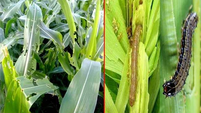 Maize crop: किसान मक्के की फसल को फॉल आर्मी वर्म कीट से ऐसे बचाएं, बिहार कृषि विभाग की मानें सलाह