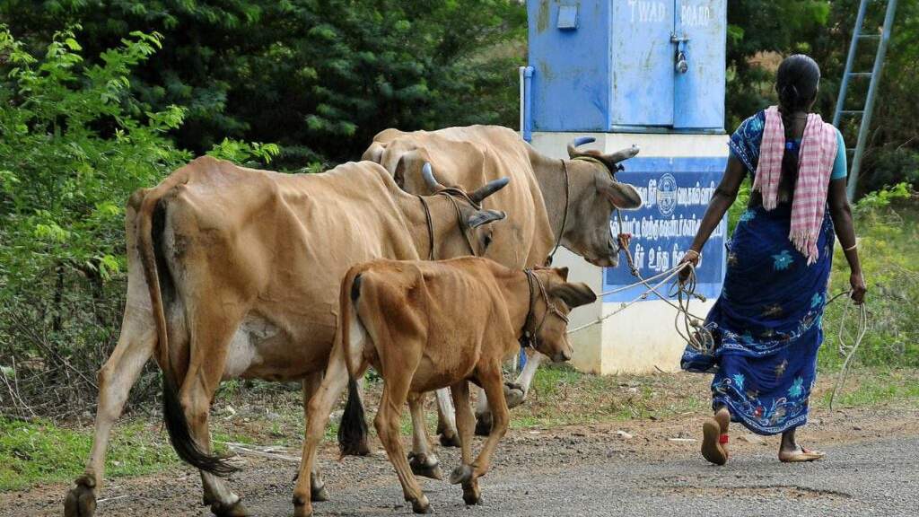 भारत में पशुपालन बना आर्थिक ताकत — दूध, अंडा, मांस और ऊन उत्पादन में बड़ा उछाल