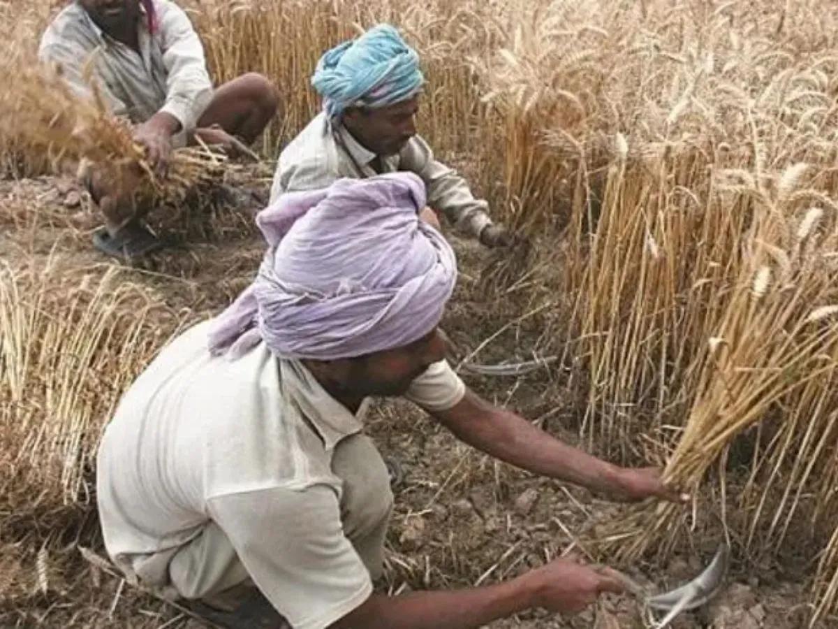 मौसम को देखते हुए किसान करें ये काम, पूसा ने 13 अप्रैल तक के लिए जारी की एडवाइजरी