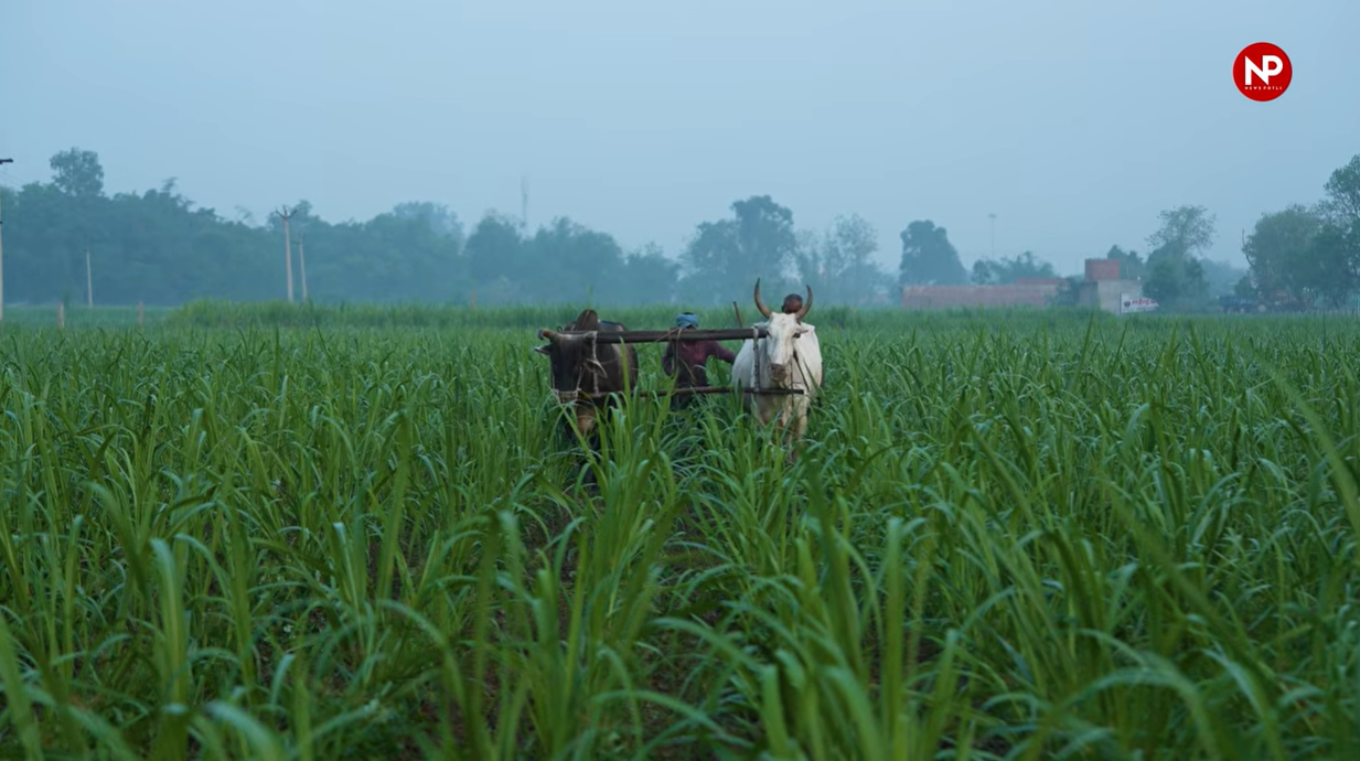 खरीफ बुवाई