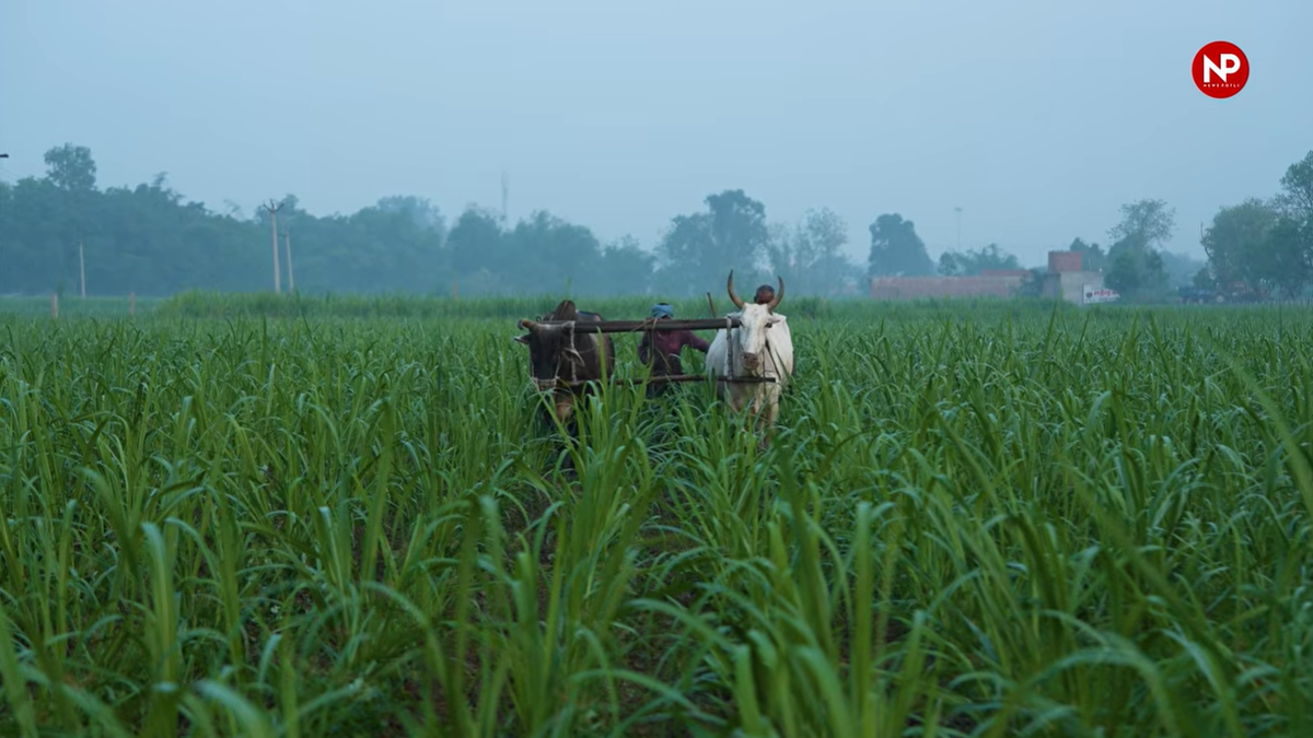 खरीफ बुवाई
