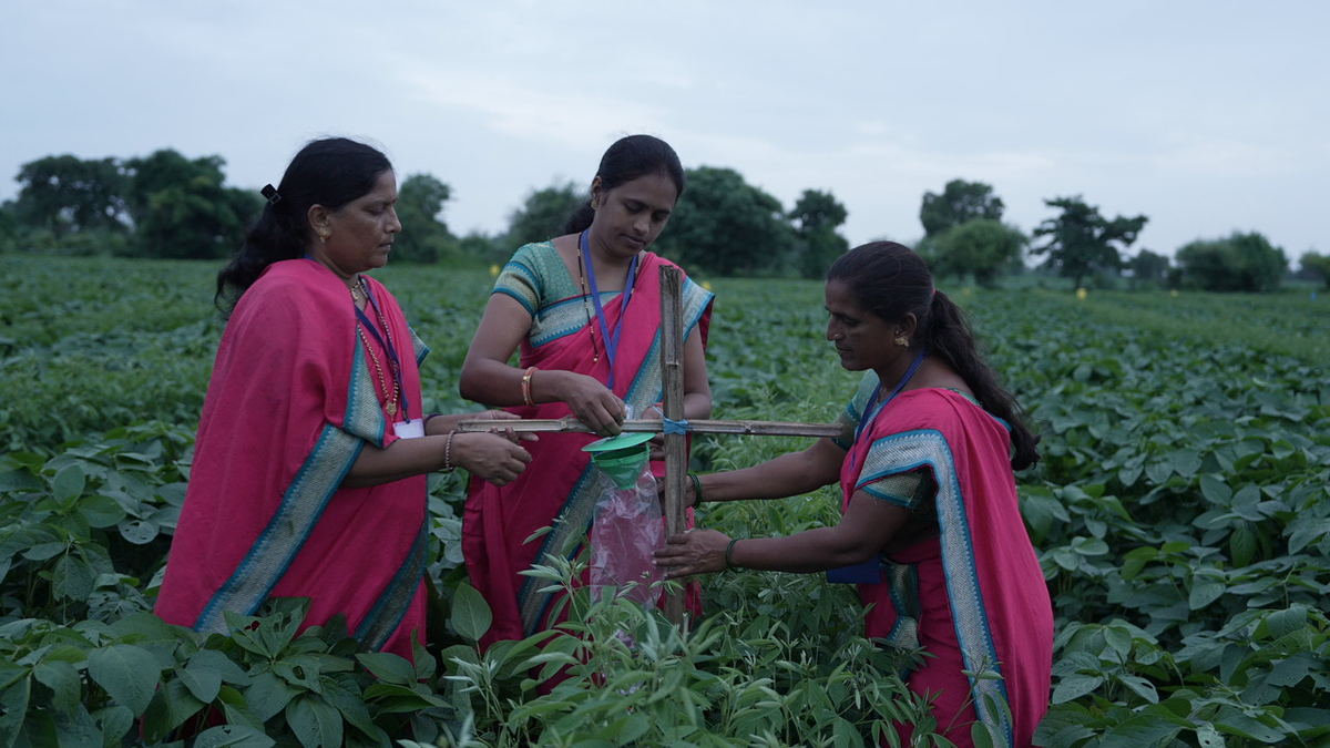 अपने खेत में IPM लगाती हुई महिला किसान