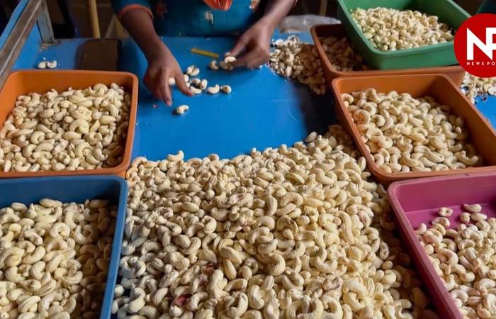 APEDA की पहल: प्रीमियम सेगमेंट में बढ़ेगा भारतीय काजू