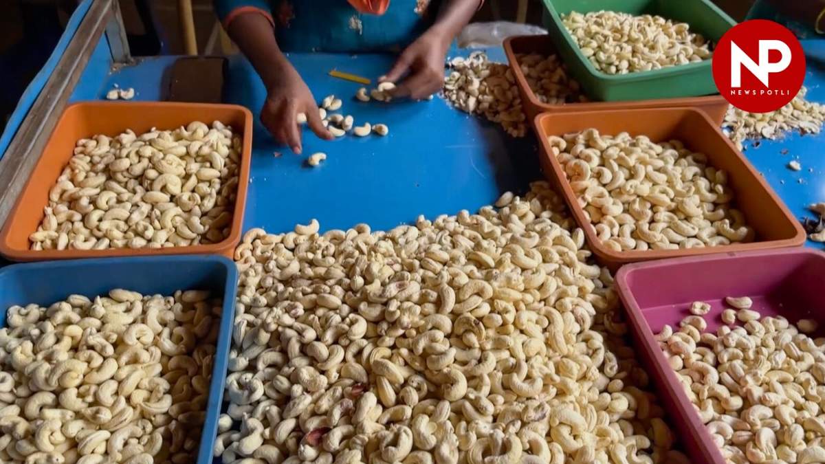 APEDA की पहल: प्रीमियम सेगमेंट में बढ़ेगा भारतीय काजू
