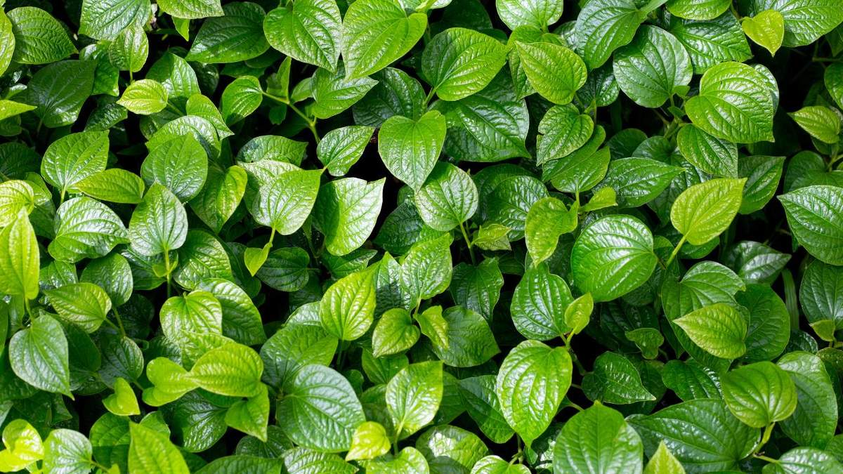 बिहार के पान किसानों को मिलेगी 50% सब्सिडी