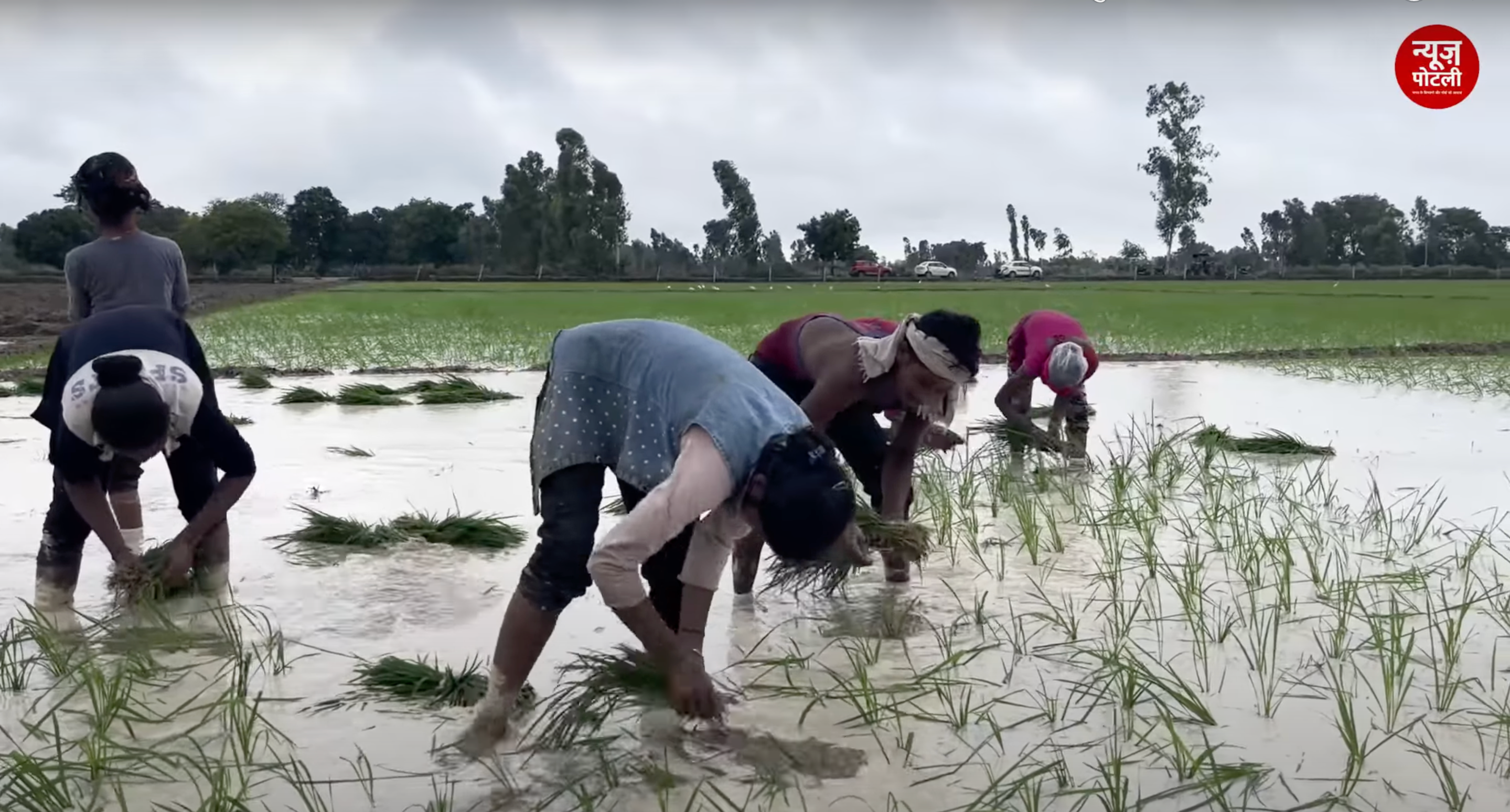 धान के खेतों में इस तरीके से बढ़ाई जा सकती है नाइट्रोजन की मात्रा, जानिए पूसा के वैज्ञानिकों ने और फसलों के बारे में क्या कहा?