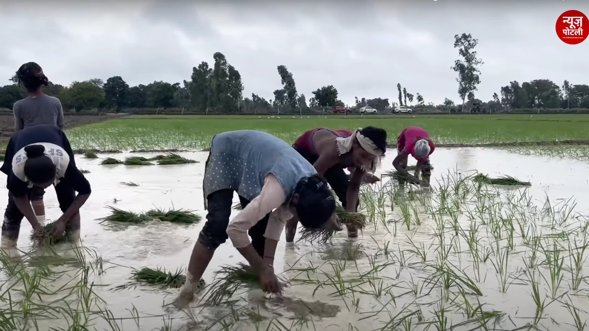 धान के खेतों में इस तरीके से बढ़ाई जा सकती है नाइट्रोजन की मात्रा, जानिए पूसा के वैज्ञानिकों ने और फसलों के बारे में क्या कहा?