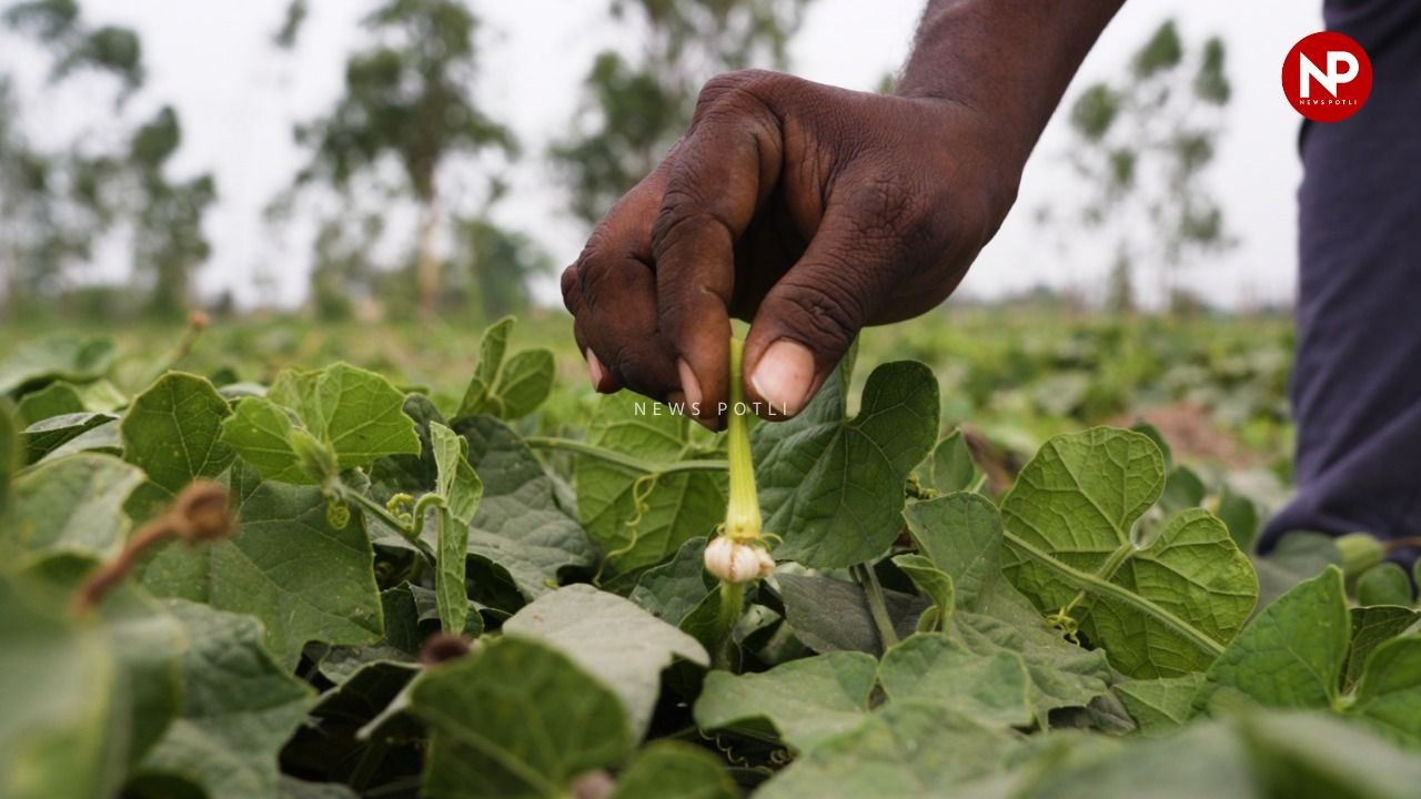 परवल की खेती में Hand Pollination trick, सहफसली खेती से लाखों में कमाई कर रहा किसान
