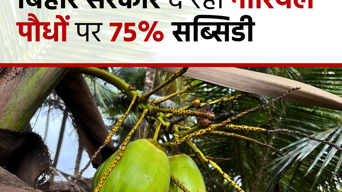 Sarkari Yojana: नारियल की बाग़वानी के लिए सरकार दे रही है 75 फीसदी का अनुदान, जल्द करें आवेदन