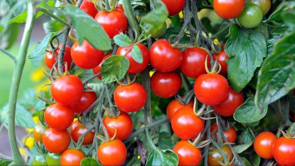 टमाटर की गिरती कीमतों पर काबू पाने के लिए सरकार ने लिया बड़ा फैसला