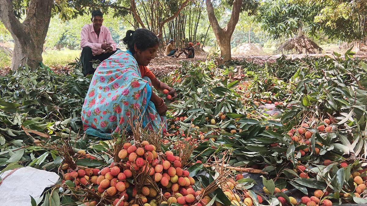 पोषण और स्वाद से भरपूर लीची की बागवानी करें किसान, बिहार सरकार दे रही है 50 फीसदी की सब्सिडी