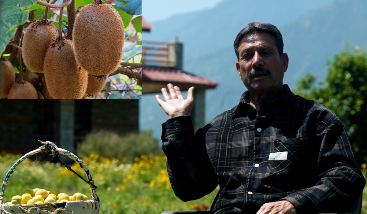 कीवी की खेती से बढ़ गई आय, 700 पेड़ों से कमाए एक करोड़