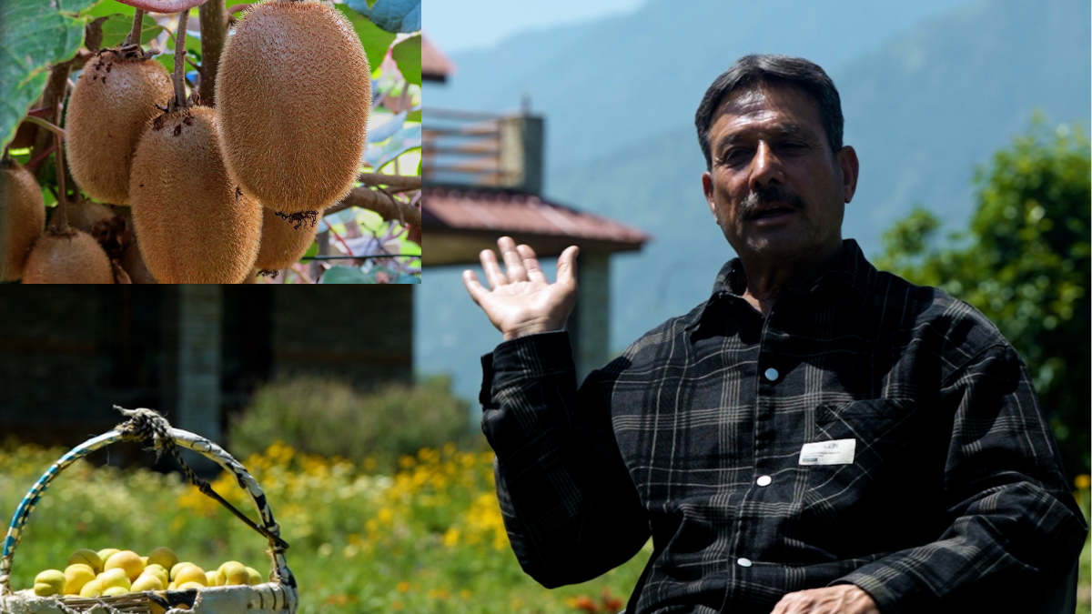 कीवी की खेती से बढ़ गई आय, 700 पेड़ों से कमाए एक करोड़