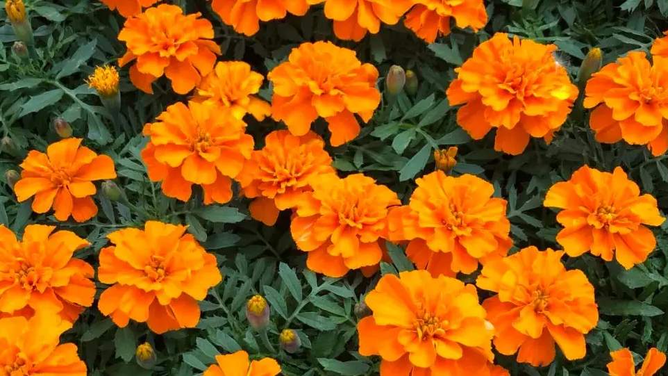 प्रदेश सरकार गेंदे की खेती के लिये दे रही है 70% का अनुदान, किसान जल्द करें आवेदन