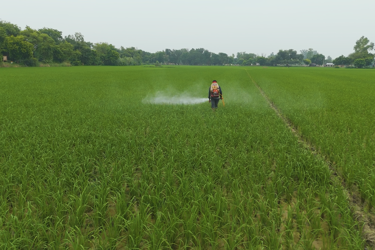 Paraquat Dichloride Ban
