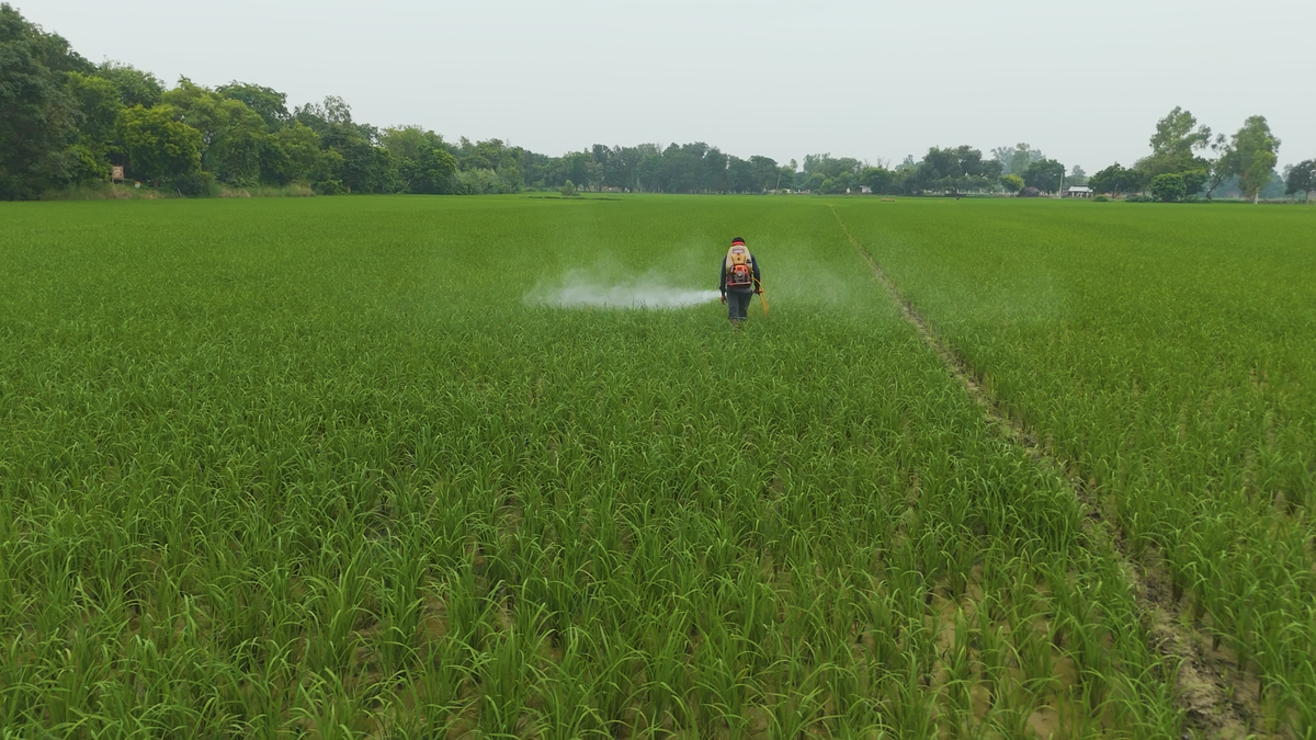 Paraquat Dichloride Ban