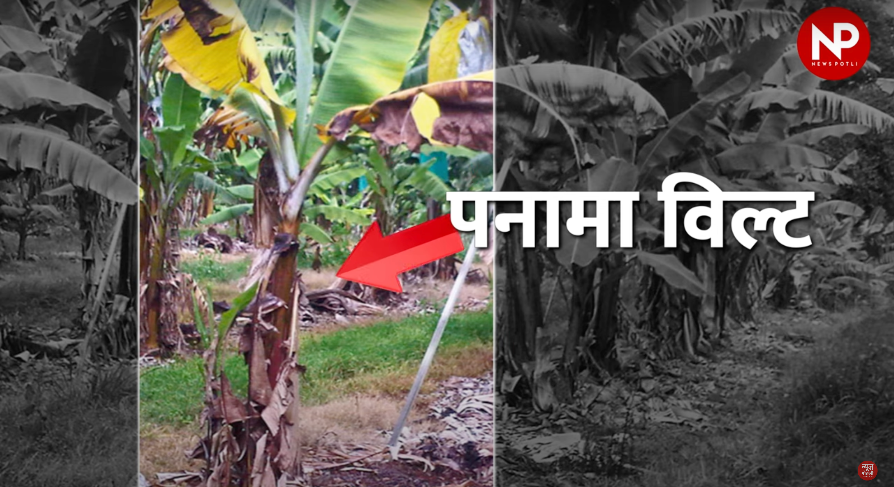 केले के किसानों को कृषि विभाग की सलाह, फसल में लगने वाले इन तीन रोगों का ऐसे करें उपचार