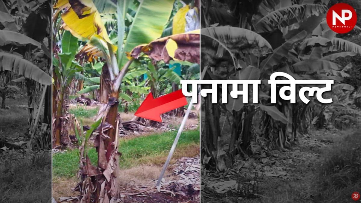 केले के किसानों को कृषि विभाग की सलाह, फसल में लगने वाले इन तीन रोगों का ऐसे करें उपचार