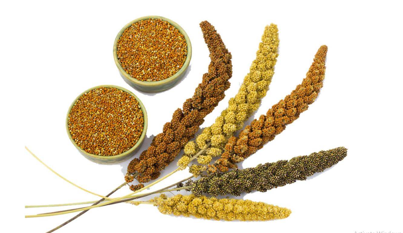प्रदेश सरकार मोटे अनाज(Millets) की खेती के लिए दे रही 15,000 रुपये, 30 अगस्त से पहले करें आवेदन
