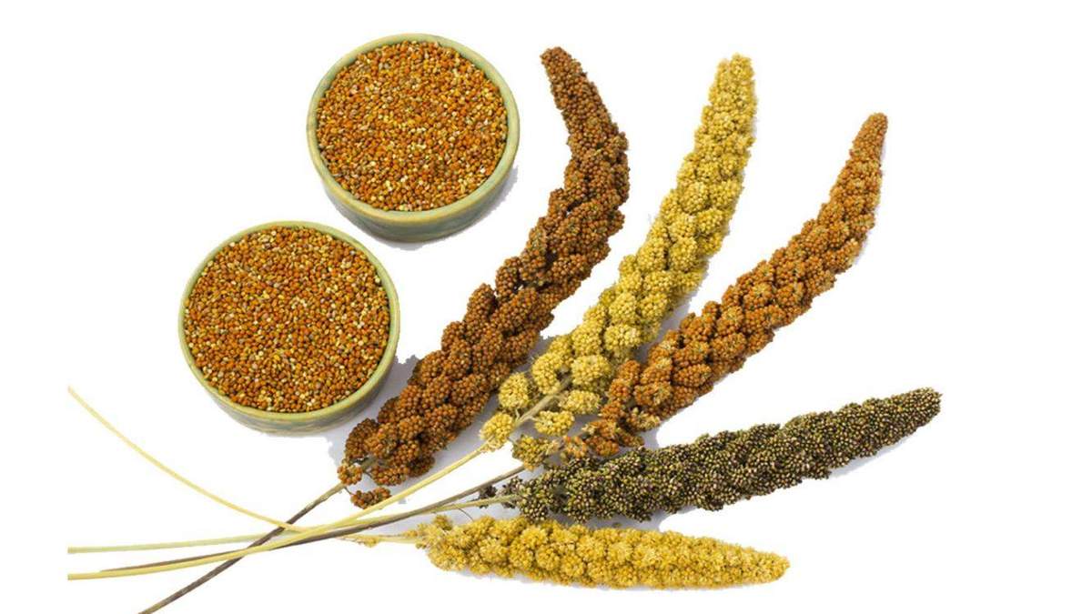 प्रदेश सरकार मोटे अनाज(Millets) की खेती के लिए दे रही 15,000 रुपये, 30 अगस्त से पहले करें आवेदन