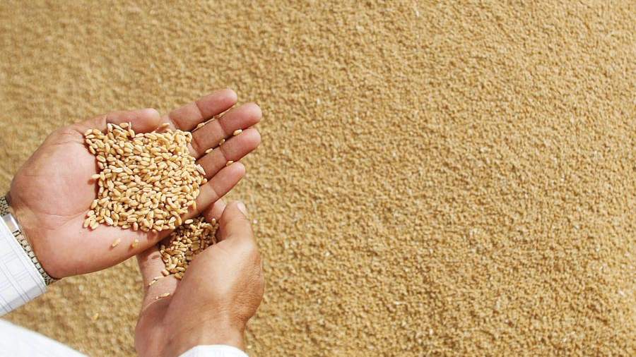 राजस्थान में गेहूं खरीद की तारीखें तय, जानिए कब तक होगा रजिस्ट्रेशन?