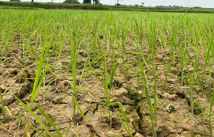 अल नीनो और सूखे की चिंता, तेलंगाना सरकार ने बुलाई सर्वदलीय बैठक