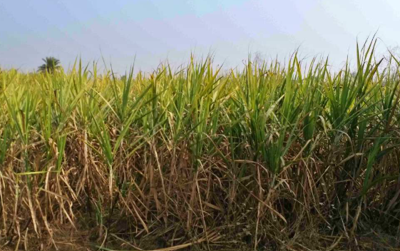 यूपी में गन्ने का रकबा घटा, चीनी उत्पादन पर मंडरा रहा संकट