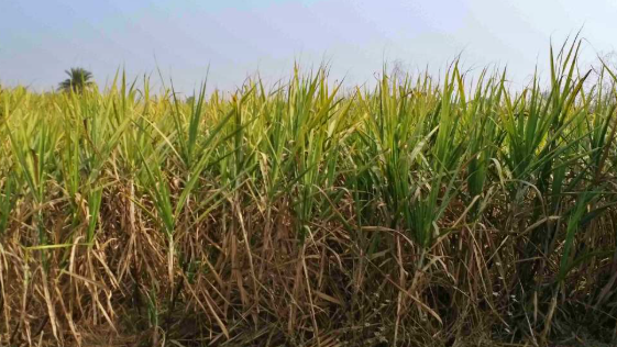 यूपी में गन्ने का रकबा घटा, चीनी उत्पादन पर मंडरा रहा संकट