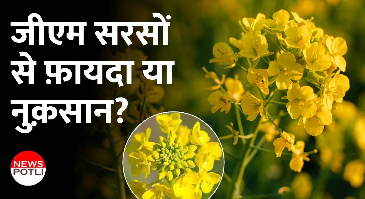 Gm Mustard: क्या है जीएम सरसों? क्यों है हंगामा
