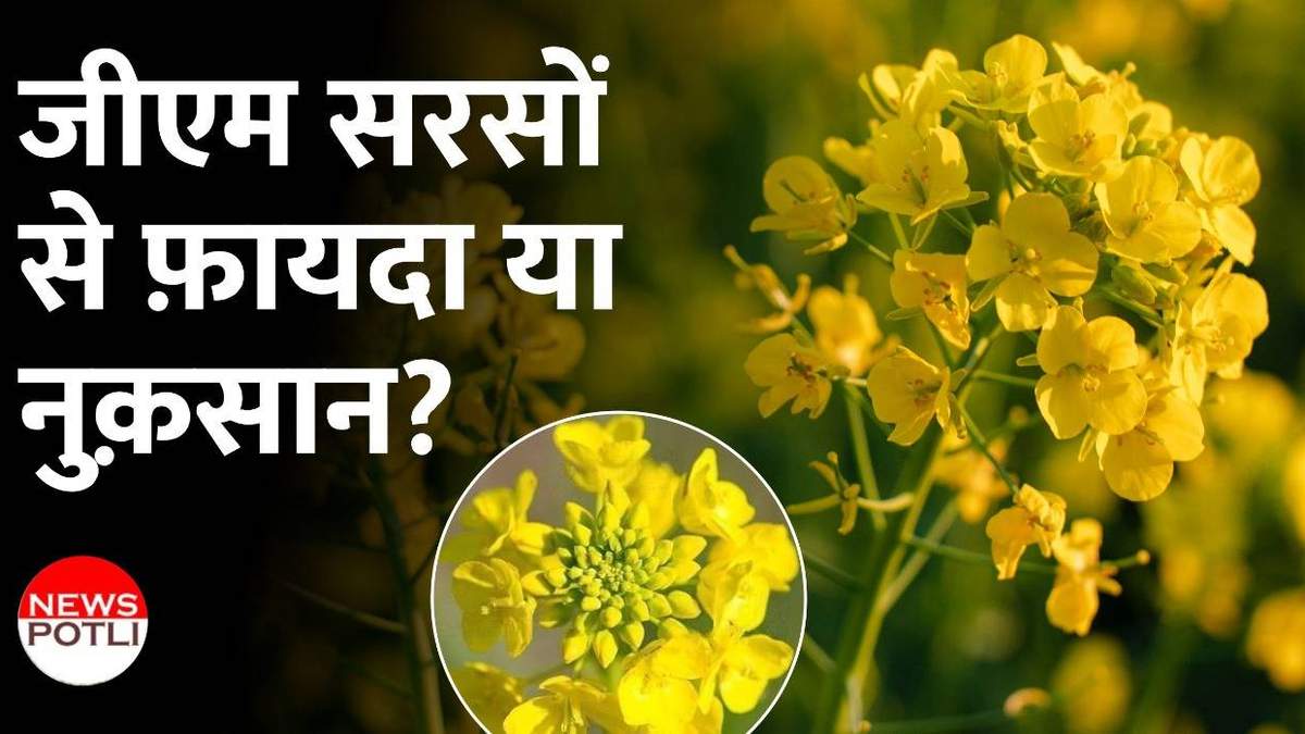 Gm Mustard: क्या है जीएम सरसों? क्यों है हंगामा