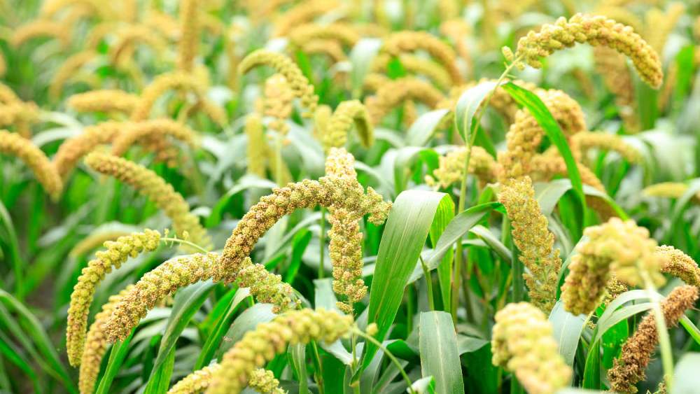 Millets Cultivation: धान के अलावा खरीफ की इन फसलों से भी बंपर मुनाफा, कृषि विभाग ने दी काम की राय