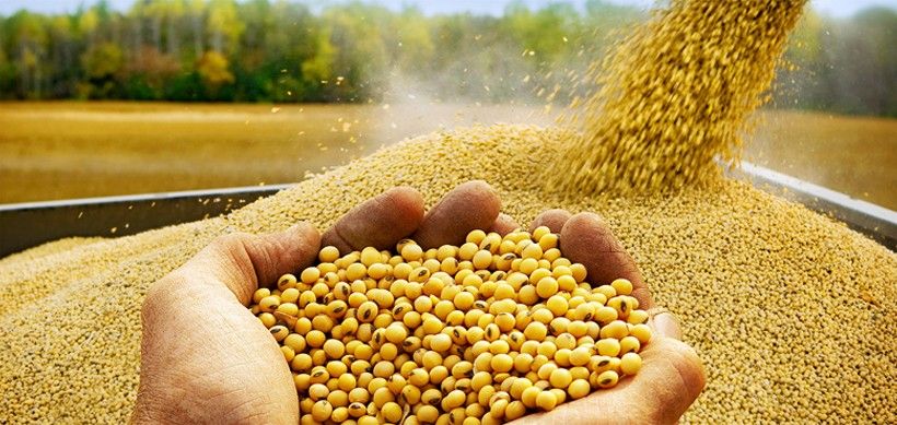 अमेरिका के साथ द्विपक्षीय व्यापार के बीच SOPA ने सरकार से सोयाबीन पर मौजूदा इंपोर्ट ड्यूटी बनाए रखने का किया आग्रह