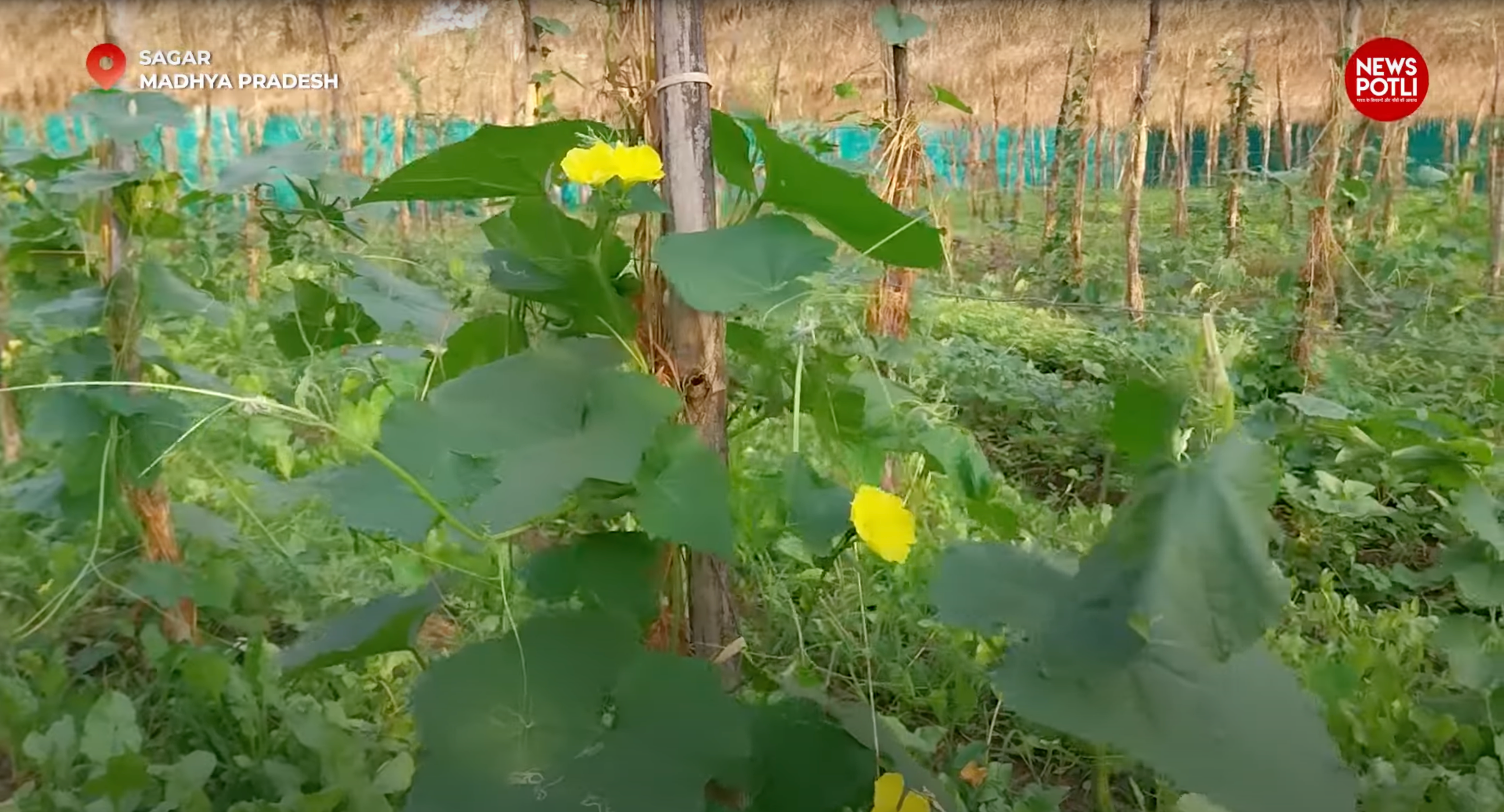 प्राकृतिक खेती को बढ़ावा देने के लिए राष्ट्रीय प्राकृतिक खेती मिशन के तहत 177.78 लाख रुपये जारी