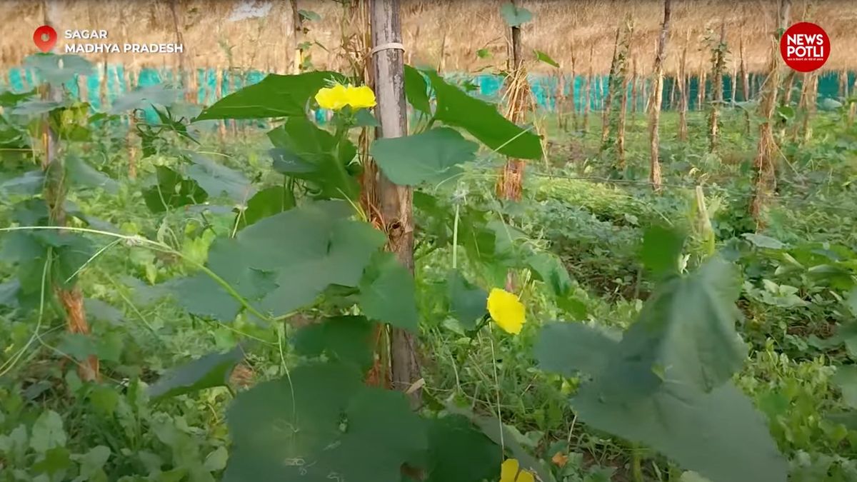 प्राकृतिक खेती को बढ़ावा देने के लिए राष्ट्रीय प्राकृतिक खेती मिशन के तहत 177.78 लाख रुपये जारी