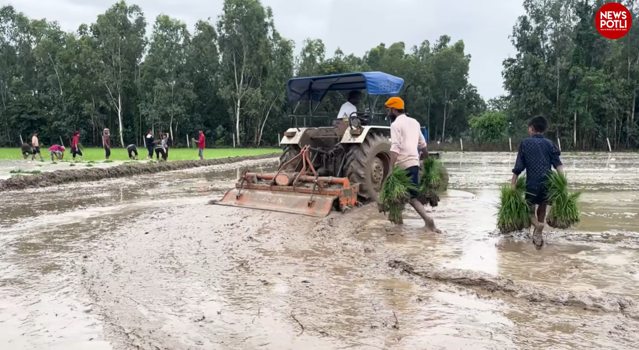 पंजाब कृषि विभाग के आंकड़ों के मुताबिक, इस साल राज्य में 32.76 लाख हेक्टेयर में धान बोया गया है।