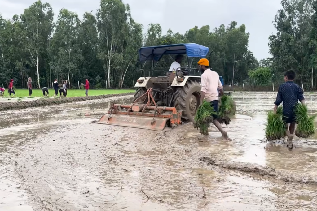 पंजाब कृषि विभाग के आंकड़ों के मुताबिक, इस साल राज्य में 32.76 लाख हेक्टेयर में धान बोया गया है।