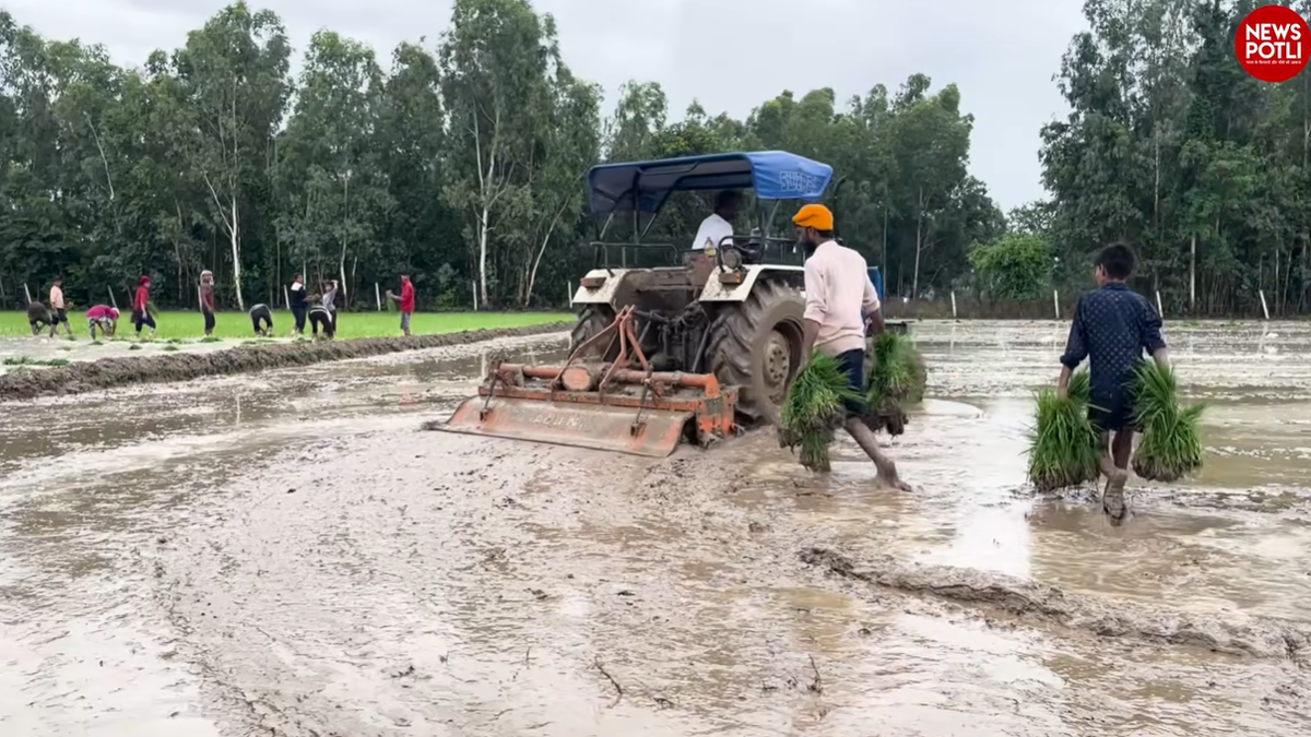 पंजाब कृषि विभाग के आंकड़ों के मुताबिक, इस साल राज्य में 32.76 लाख हेक्टेयर में धान बोया गया है।