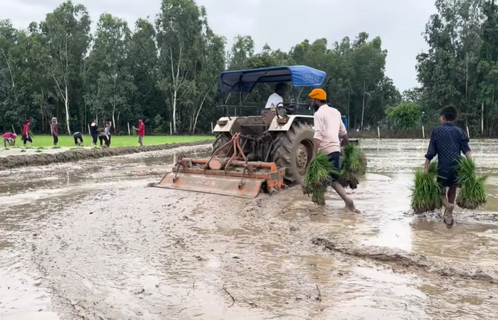 पंजाब कृषि विभाग के आंकड़ों के मुताबिक, इस साल राज्य में 32.76 लाख हेक्टेयर में धान बोया गया है।