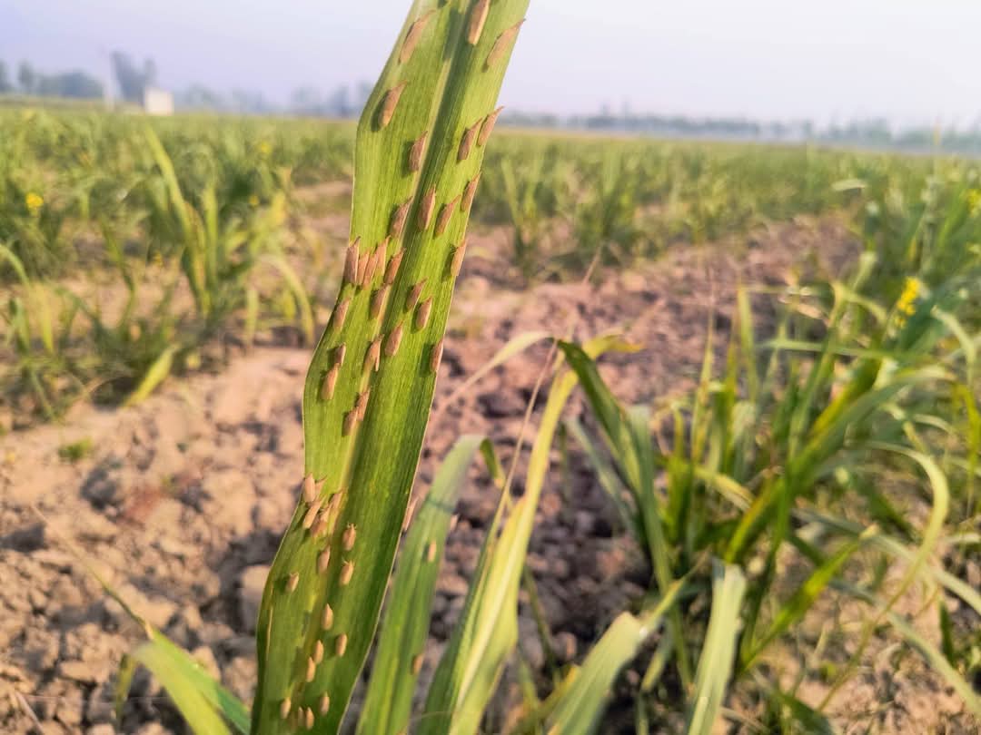 गन्ने की फसल में बढ़ रहा है फड़का रोग का प्रकोप, गन्ना वैज्ञानिक से जानें उपचार के तरीके
