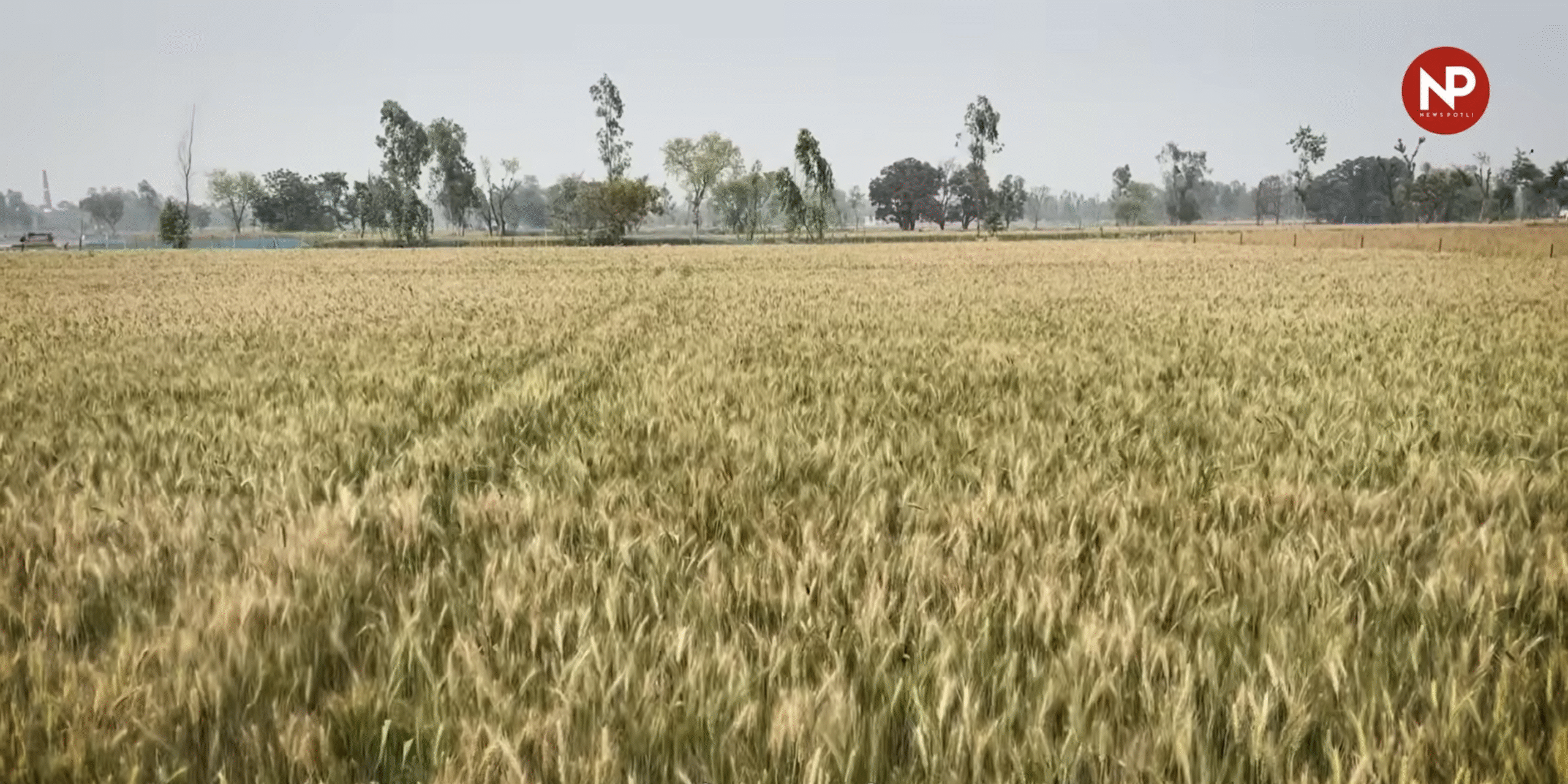 UP: रबी सीजन के लिए फसल बीमा की तारीख बढ़ी, अब 31 दिसंबर तक कर सकते हैं आवेदन