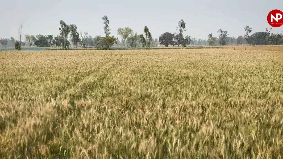 UP: रबी सीजन के लिए फसल बीमा की तारीख बढ़ी, अब 31 दिसंबर तक कर सकते हैं आवेदन