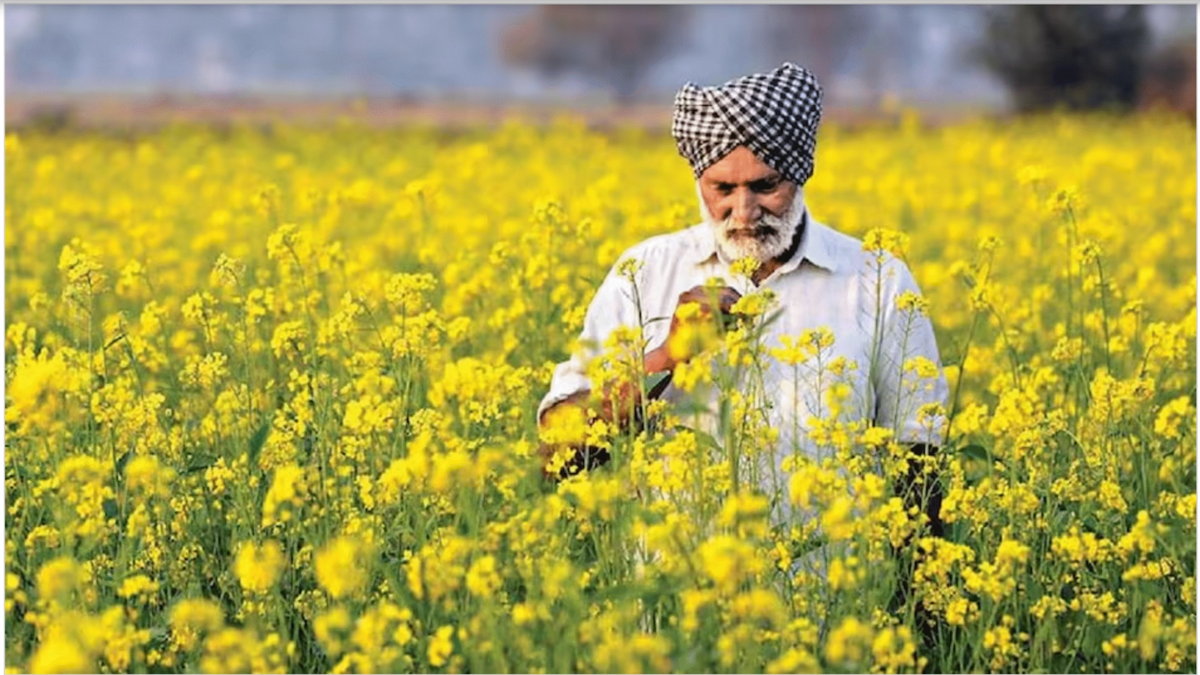 रबी सीजन 2025-26: बुवाई में जबरदस्त तेजी, किसानों में उत्साह