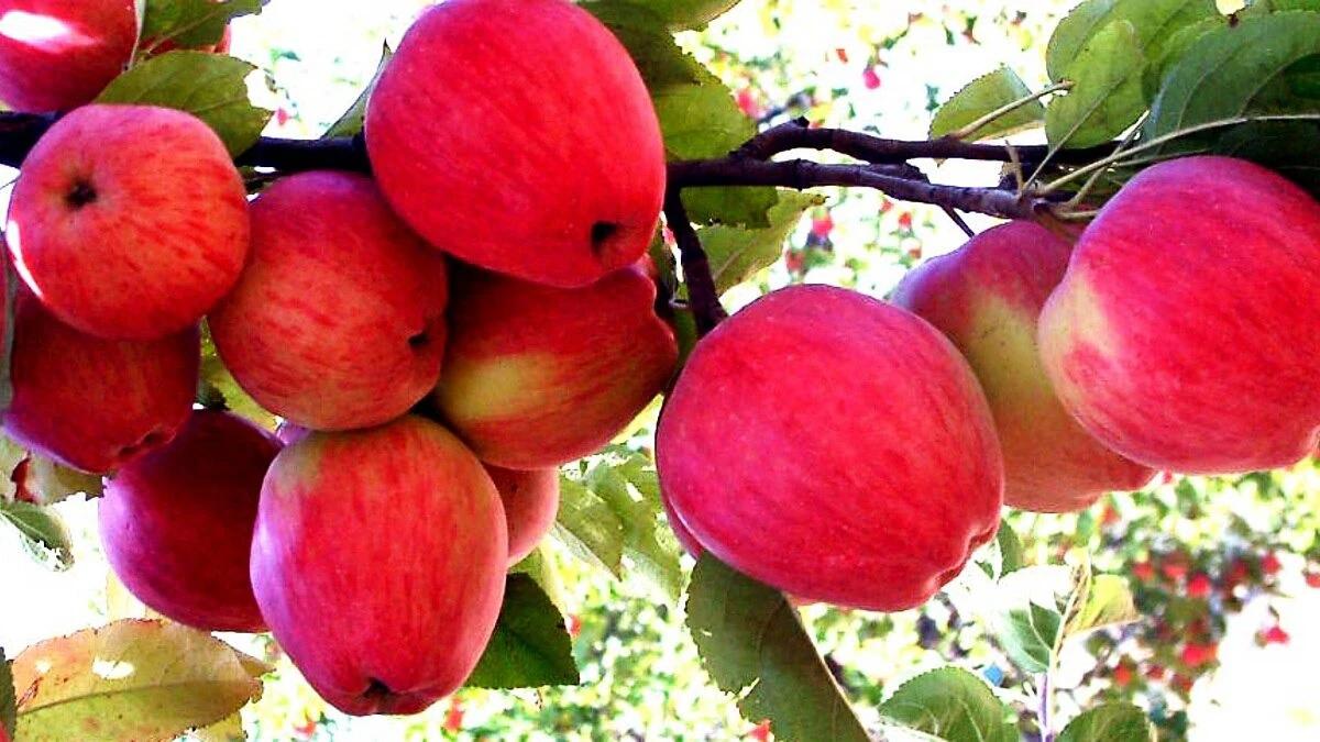हिमाचल के बाद अब पुणे के व्यापारियों और आम लोगों ने तुर्की सेब का किया बहिष्कार