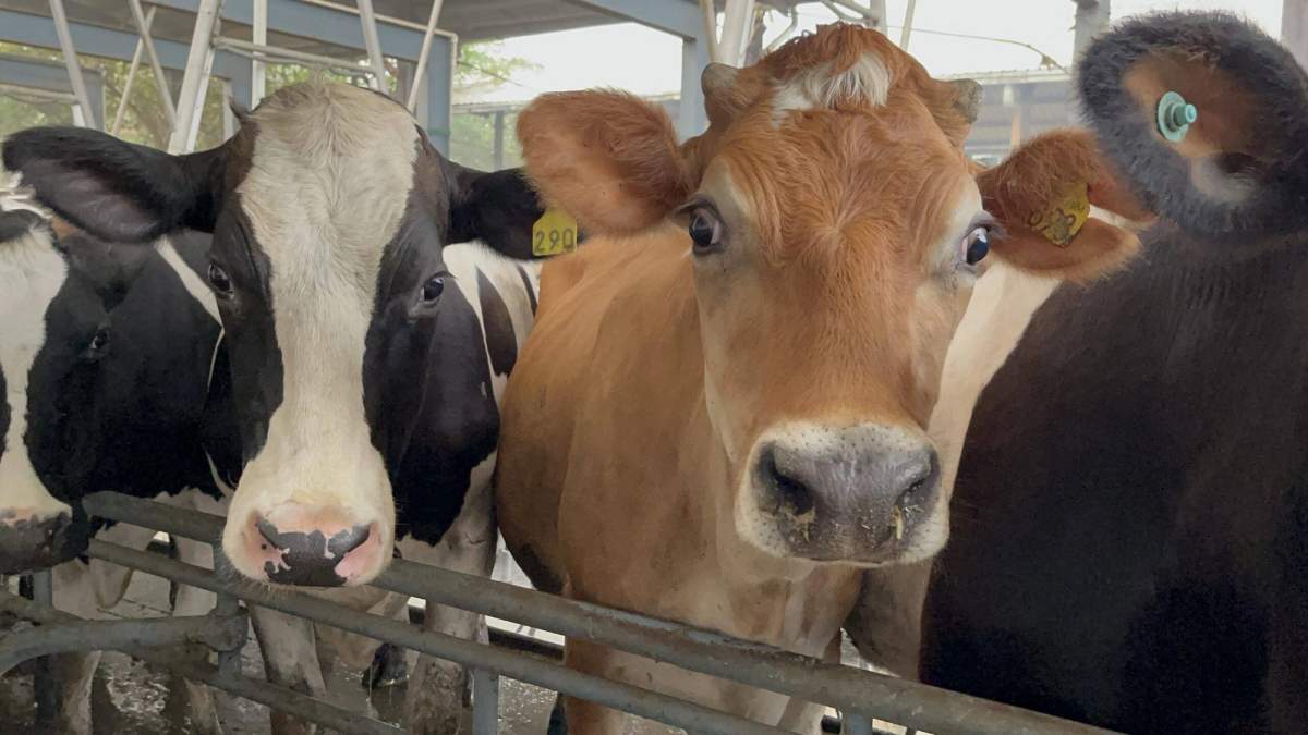 गाय, भैंस पालने वालों को सरकार देगी 5 लाख तक का पुरस्कार, 31 अगस्त से पहले करें आवेदन