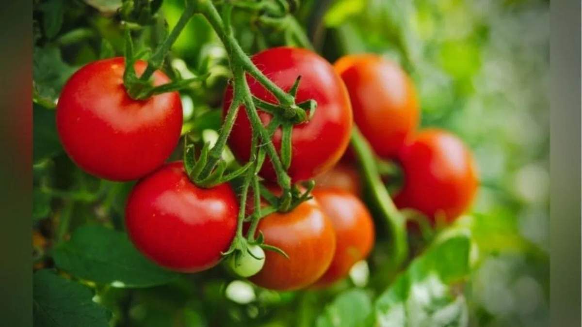 मार्केट में टमाटर की कमी को दूर करेंगी नयी हाइब्रिड क़िस्में, IIHR का दावा तीन सप्ताह तक उपज नहीं होगी ख़राब